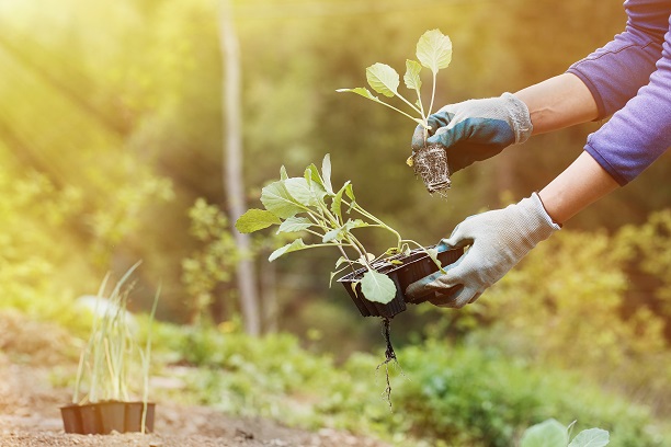 Gardening Business