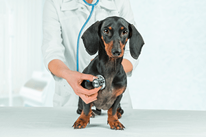 pet services in-demand business image