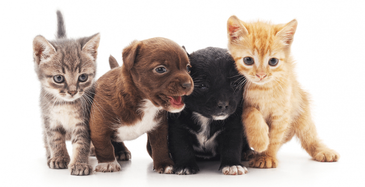 Should You Buy Into the Pet Industry?