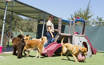 selling a dog kennel business