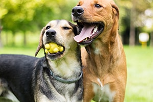 dogs playing during doggy daycare