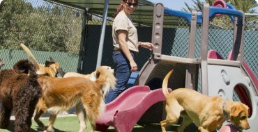Ask These Questions Before Buying a Dog Kennel Business