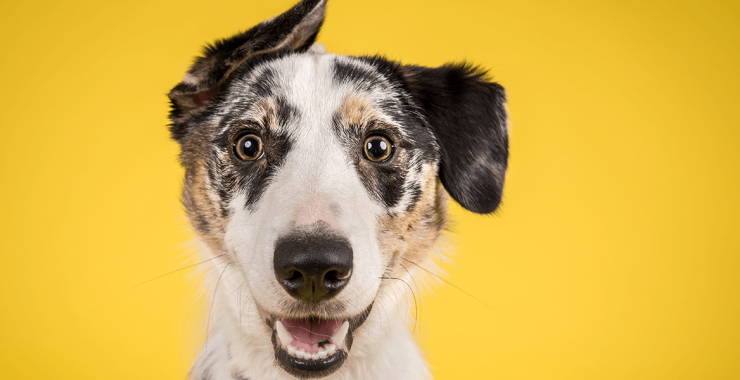 7 Steps to Sell a Dog Kennel Business